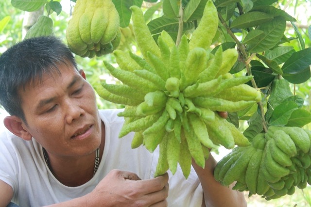 Quả[-]phật[-]thủ[-]đẹp[-]nhất[-]Đắc[-]Sở[-]được[-]trả[-]giá[-]12[-]triệu[-]đồng